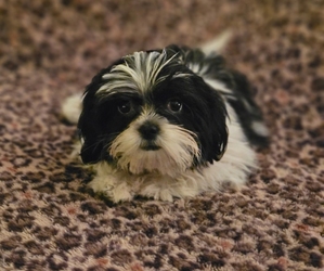 Shih Tzu Puppy for sale in WALSH, IL, USA