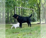 Small #13 Labrador Retriever