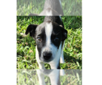 Small #4 Mutt