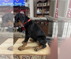 Doberman Pinscher Puppy for Sale in BROOKWOOD, Alabama USA