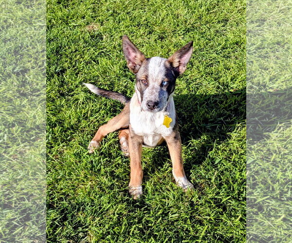 Medium Photo #10 Mutt Puppy For Sale in Sandy, UT, USA