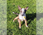 Small Photo #10 Mutt Puppy For Sale in Sandy, UT, USA