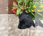 Small #13 Labrador Retriever
