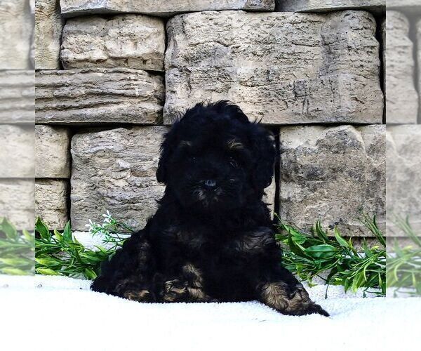 Medium Photo #2 Cavapoo Puppy For Sale in NARVON, PA, USA
