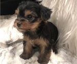 Small #8 Yorkshire Terrier