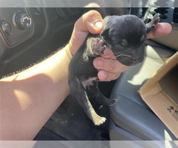 Medium Photo #2 Siberian Husky-Unknown Mix Puppy For Sale in Houston, TX, USA