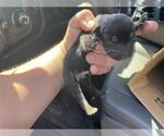 Small #1 Siberian Husky Mix