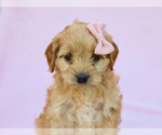 Image preview for Ad Listing. Nickname: Ivy