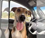 Small #6 Beagle-German Shepherd Dog Mix