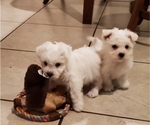 Small Photo #3 Bichon Frise Puppy For Sale in JURUPA VALLEY, CA, USA