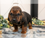 Small #2 Basset Hound