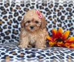 Small Photo #11 Shih-Poo Puppy For Sale in LAKELAND, FL, USA