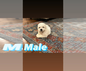 Bichon Frise Puppy for sale in ELDERWOOD, CA, USA
