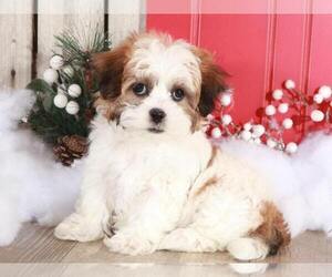 Zuchon Puppy for sale in MOUNT VERNON, OH, USA