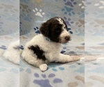 Small Photo #2 Poodle (Standard) Puppy For Sale in LEESBURG, GA, USA