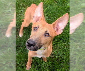 Carolina Dog-Unknown Mix Dogs for adoption in Akron, OH, USA
