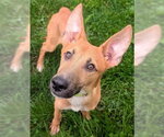 PAC MAN - Male Carolina Dog-Unknown Mix Dog for Adoption - Small photo