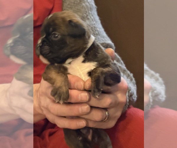 Medium Photo #6 Boxer Puppy For Sale in LANSING, MI, USA