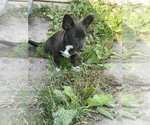 Small #2 Pembroke Welsh Corgi Mix