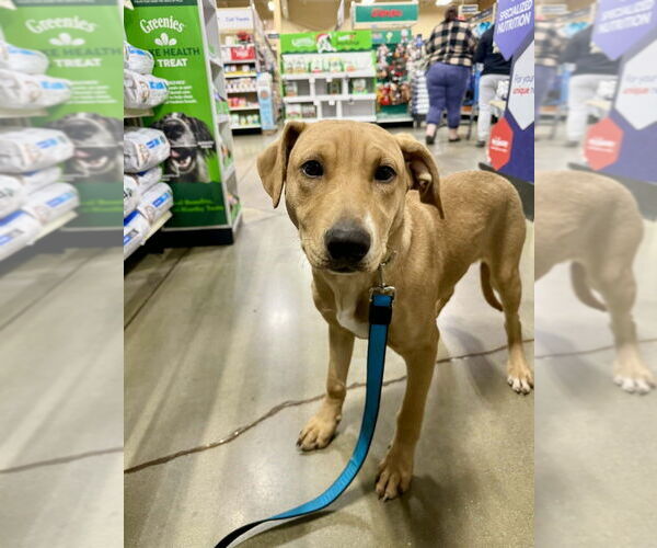 Medium Photo #6 Doberman Pinscher-Labrador Retriever Mix Puppy For Sale in Aurora, IN, USA