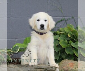 English Cream Golden Retriever Puppy for sale in CHRISTIANA, PA, USA