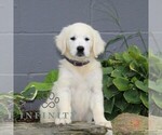 Small English Cream Golden Retriever