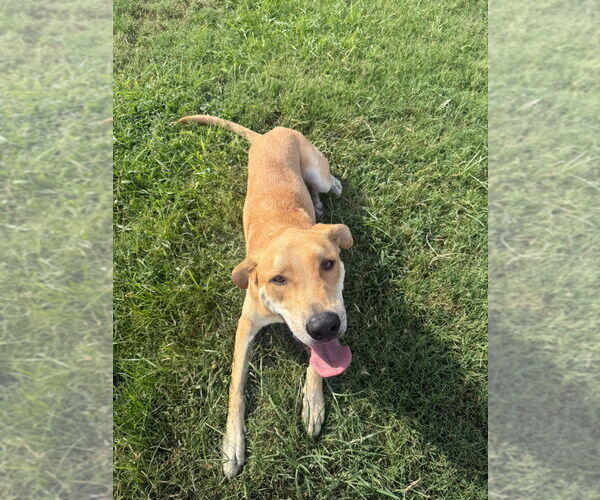 Medium Photo #2 American Pit Bull Terrier-Unknown Mix Puppy For Sale in Claremore, OK, USA