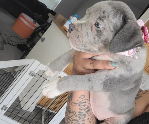 Medium Photo #1 American Bully Puppy For Sale in GLEN BURNIE, MD, USA