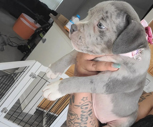 American Bully Puppy for sale in GLEN BURNIE, MD, USA