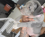 Small Photo #1 American Bully Puppy For Sale in GLEN BURNIE, MD, USA