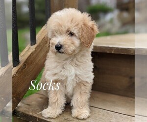 Goldendoodle (Miniature) Puppy for sale in WITHEE, WI, USA
