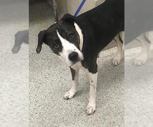 Bull Terrier Dogs for adoption in Conroe, TX, USA