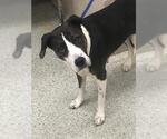 DAISY - Female Bull Terrier Dog for Adoption - Small photo