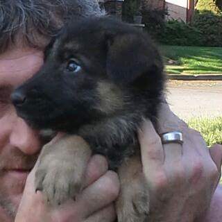 Medium Photo #2 German Shepherd Dog Puppy For Sale in SPOKANE, WA, USA
