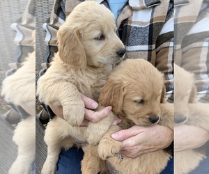 Golden Retriever Puppy for sale in HARRISBURG, IL, USA