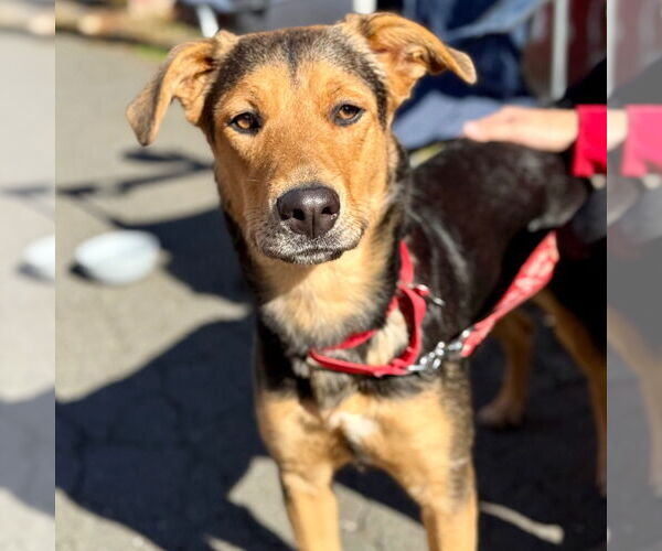 Medium Photo #2 Mutt Puppy For Sale in Canton, CT, USA