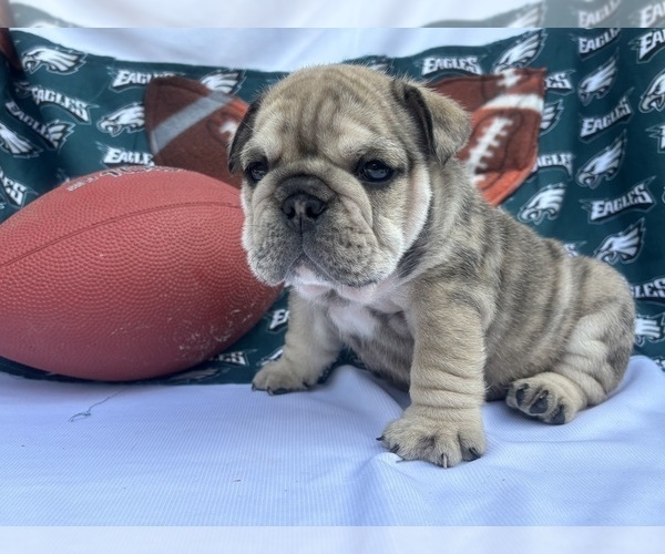 Medium Photo #3 English Bulldog Puppy For Sale in DENVER, PA, USA