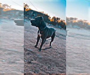 Lucky - Male American Pit Bull Terrier-American Staffordshire Terrier Mix Dog for Adoption - Photo #2
