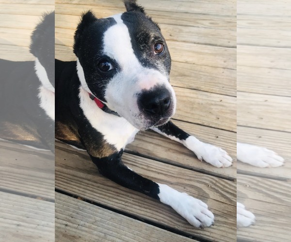 Medium Photo #3 American Staffordshire Terrier-Unknown Mix Puppy For Sale in Arlington, VA, USA