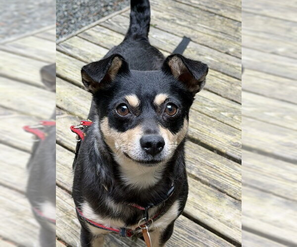 Medium Photo #1 Chihuahua-Unknown Mix Puppy For Sale in Bellevue, WA, USA