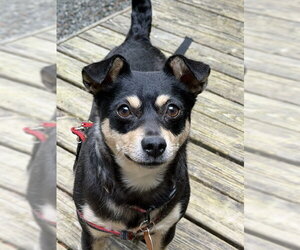 Chihuahua-Unknown Mix Dogs for adoption in Bellevue, WA, USA