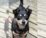 Small Chihuahua Mix
