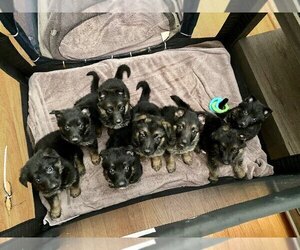 German Shepherd Dog Puppy for sale in PORTLAND, OR, USA