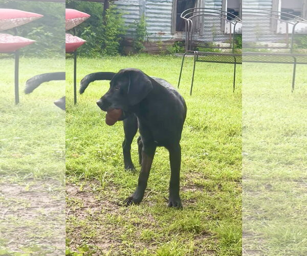 Medium Photo #3 Mutt Puppy For Sale in Thorndale, TX, USA