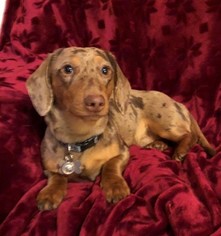 Father of the Dachshund puppies born on 03/19/2018