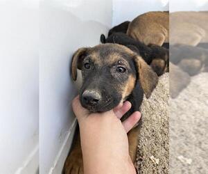 German Shepherd Dog Dogs for adoption in Stockton, CA, USA