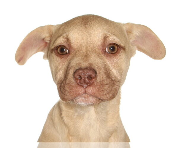Medium Photo #1 French Bulldog-Siberian Husky Mix Puppy For Sale in Oakland Park, FL, USA
