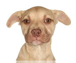 Small French Bulldog-Siberian Husky Mix