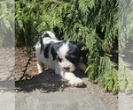 Small #7 Tibetan Terrier