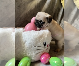 Pug Puppy for sale in CAMERON MILLS, NY, USA